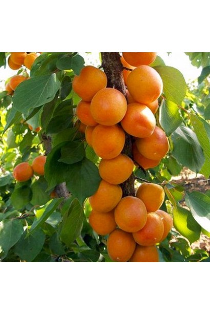 Абрикос колоновидний ‘Первайс’ дерево з плодами